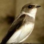 Sample 1 – Sand martin