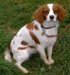 Sample 2 – Brittany spaniel