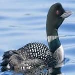 Sample 6 – Common loon