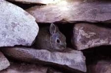 Sample 3 – Wood rabbit