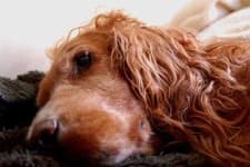 Sample 1 – Irish setter