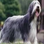 Sample 3 – Bearded collie
