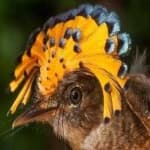 Sample 3 – Royal flycatcher