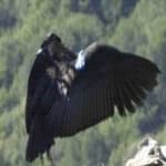 Sample 6 – California condor