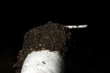 Sample 2 – Agaricus