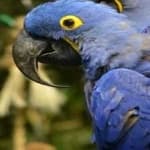 Sample 4 – Lears macaw