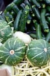 Sample 1 – Zucchini