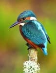 Sample 5 – Kingfisher