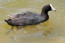 Sample 5 – American coot