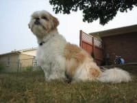Sample 4 – Shih tzu