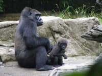 Sample 2 – Gorilla
