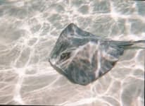 Sample 2 – Stingray