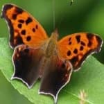 Sample 13 – Mark butterfly