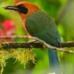 Sample 2 – Rufuos motmot