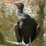 Sample 5 – Northern bald ibis