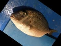 Sample 5 – Red sea bream