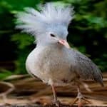 Sample 3 – Kagu