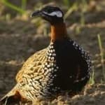 Sample 6 – Black francolin