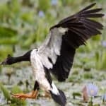 Sample 3 – Magpie goose