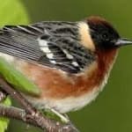 Sample 6 – Bay breasted warbler