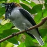 Sample 5 – Bearded bellbird