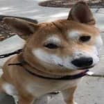 Sample 6 – Shiba inu
