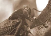 Sample 1 – Cicada