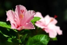 Sample 2 – Hibiscus