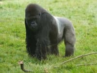 Sample 4 – Gorilla