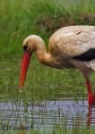 Sample 1 – White stork