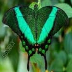Sample 4 – Banded butterfly