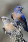 Sample 1 – Bluebird
