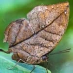 Sample 4 – Oakleaf