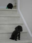 Sample 2 – Toy poodle
