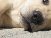 Sample 3 – Labrador retriever