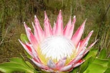 Sample 4 – King protea