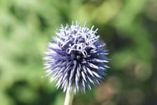 Sample 2 – Globe thistle
