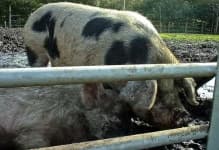 Sample 1 – Hog