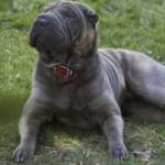 Sample 4 – Shar pei