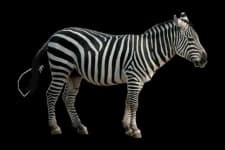 Sample of Zebra