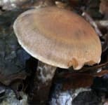 Sample 6 – Cortinarius