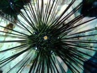 Sample 4 – Sea urchin