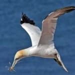 Sample of Northern gannet