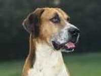 Sample 3 – English foxhound