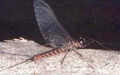 Sample 6 – Mayfly