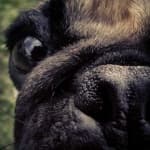 Sample 5 – Dog nose