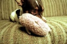 Sample 3 – Toy terrier
