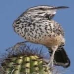 Sample 1 – Cactus wren