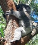 Sample 6 – Koala