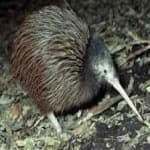 Sample 23 – Bird kiwi